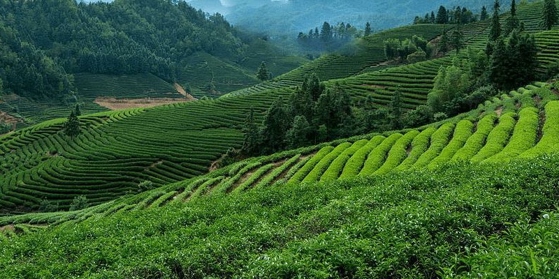 受强冷空气影响，我国自北向南经历了一**范围寒潮降温过程，目前仍在持续。此次降温幅度大，雨雪和大风天气影响范围广，给畜牧业生产带来了不利影响，新疆等地还出现大暴雪，给牲畜转场和越冬造成了较大困难